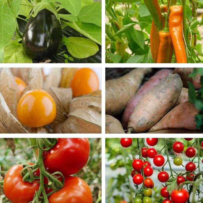 Gemüse-Set Hochbeetgenuss, 6 Pflanzen