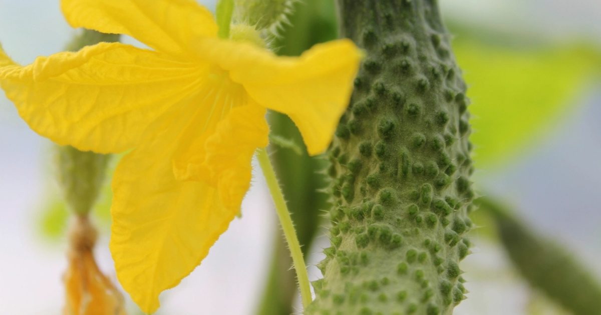 Gurkenpflanzen im Gemüsegarten – Gurken im Hochbeet anbauen mit Rankhilfe