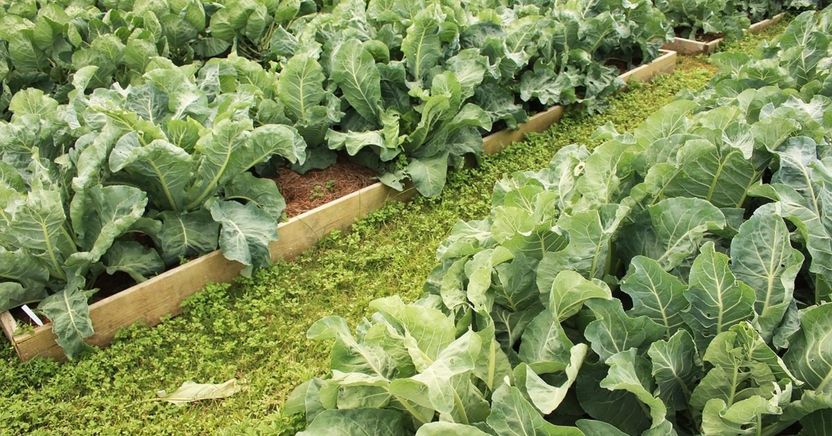 Bepflanztes Hochbeet mit Blattgemüse im Garten – Ratgeber zu Ameisen im Hochbeet