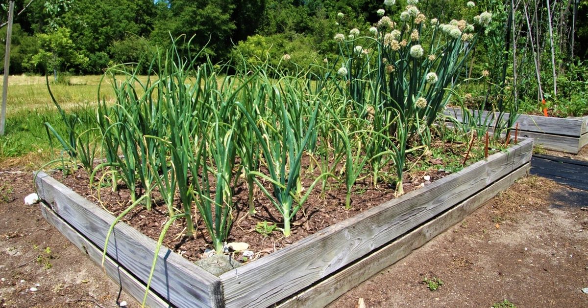 Üppiges Gartenbeet mit Gemüse – Hügelbeet anlegen Schritt für Schritt