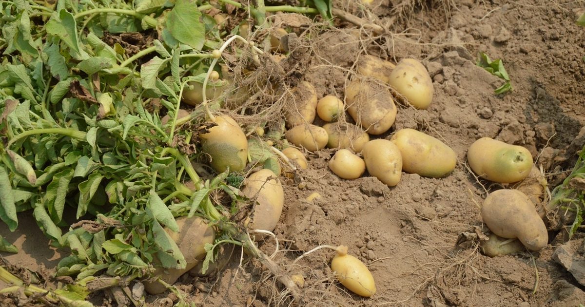 Frisch geerntete Kartoffeln in lockerer Erde – Kartoffeln im Hochbeet anbauen