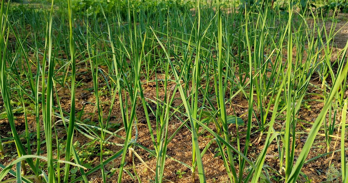 Knoblauchpflanzen mit grünem Laub im Beet – Knoblauch im Hochbeet pflanzen und ernten