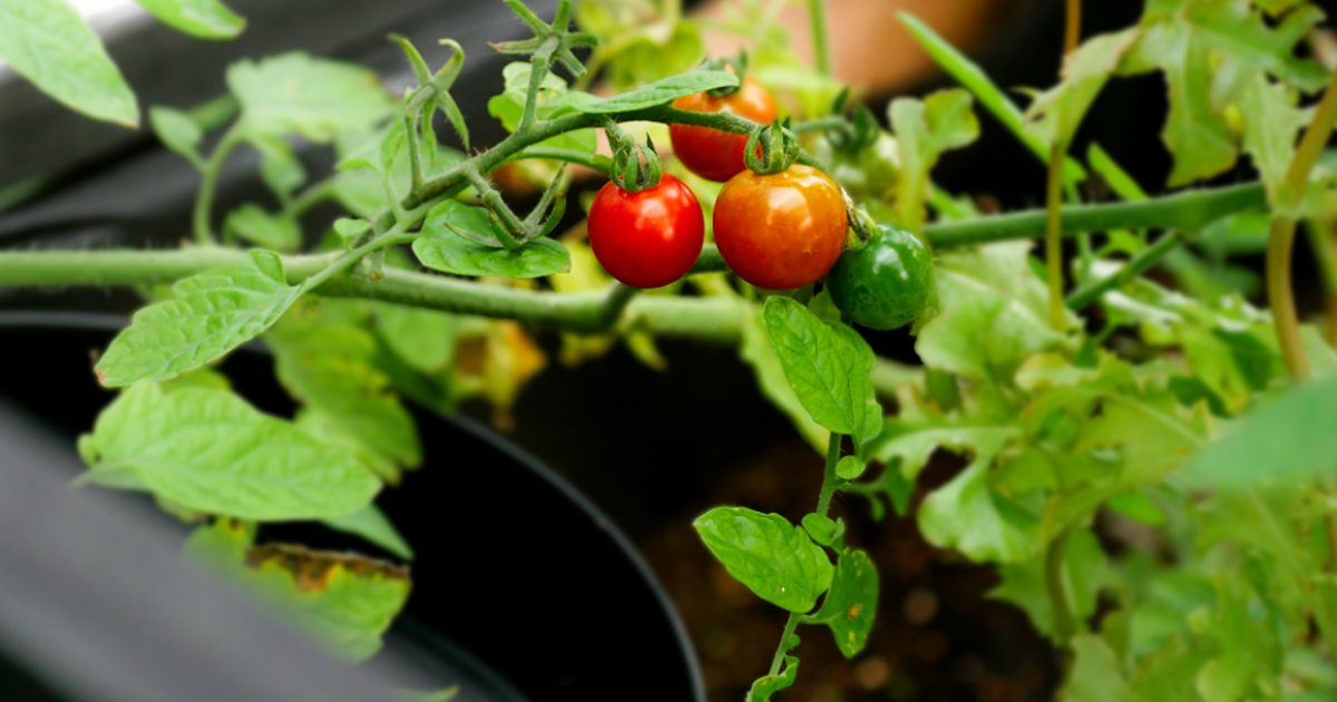 Tomatenpflanze mit Früchten im Garten – Tomaten im Hochbeet anbauen