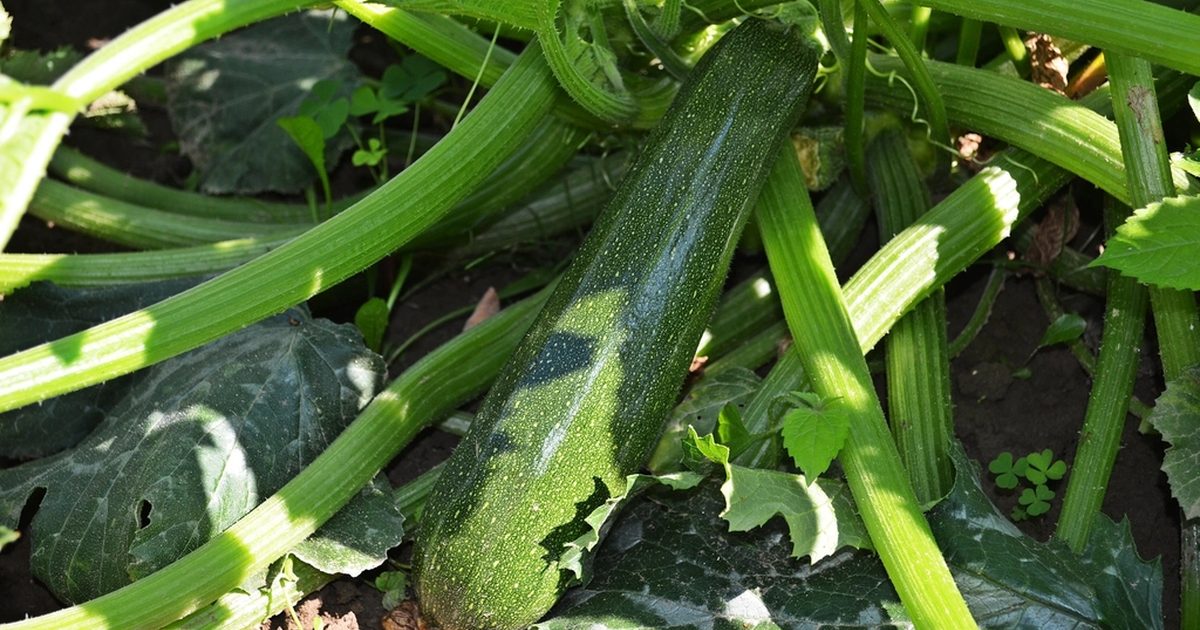 Zucchinipflanze mit Frucht im Gemüsegarten – Zucchini im Hochbeet anbauen