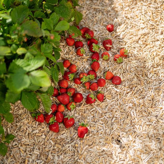Floragard Erdbeer- und Gemüsemulch 20 L