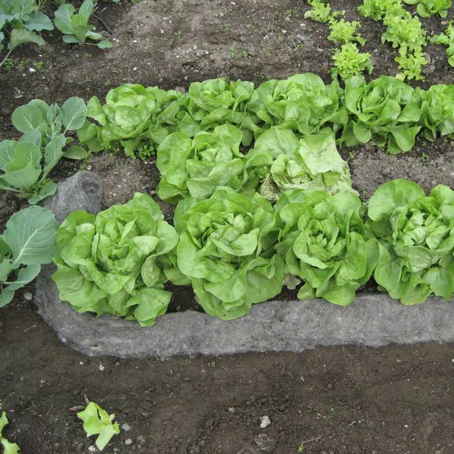 GardenWool Schneckenbremse – Produktfoto des Händlers