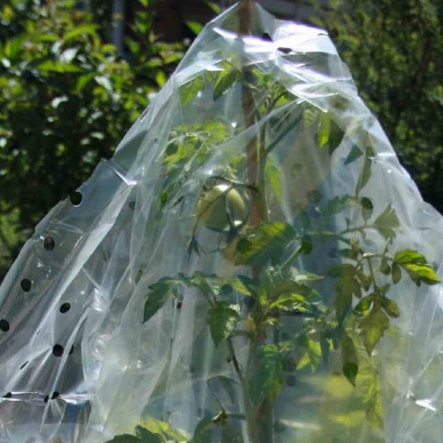 SIENA GARDEN Tomaten-Reifehaube – Produktfoto des Händlers